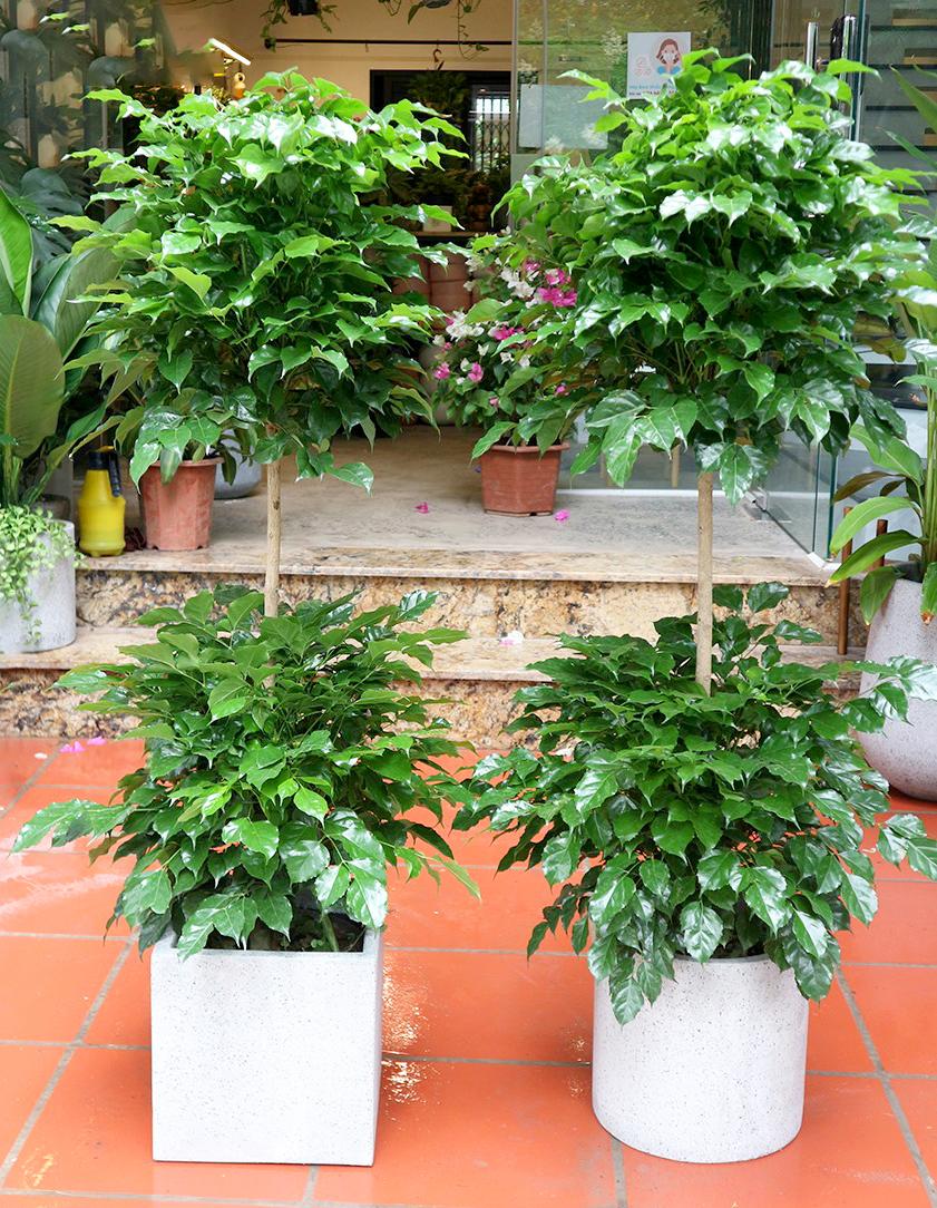 Tổng quan về cây Hạnh Phúc