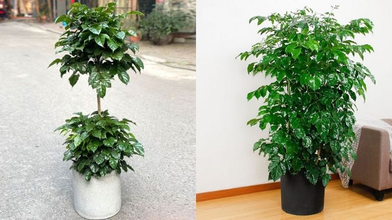 Cây Hạnh Phúc hợp mệnh gì?