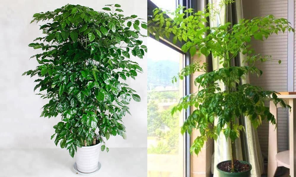 Vị trí đặt cây Hạnh Phúc để 