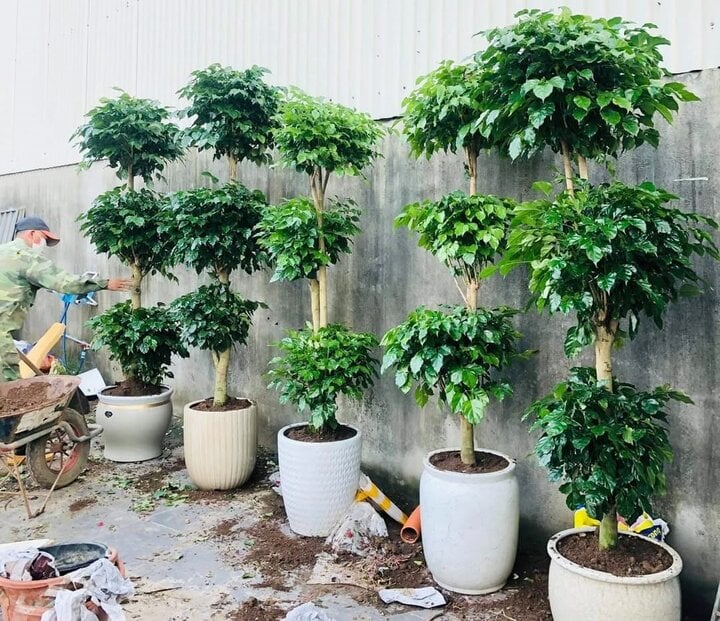 Hata Landscape cung cấp những mẫu cây đẹp mắt, đa dạng