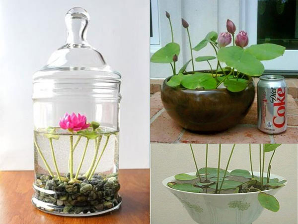 Hoa sen - Hoa trồng dưới nước tuyệt đẹp