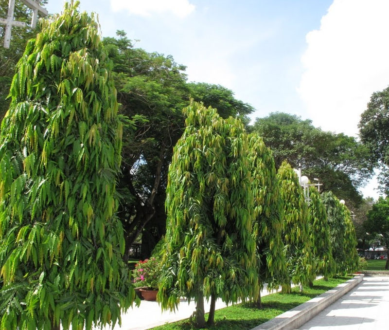 Cây hoàng lan là loài cây thân gỗ có hoa vàng thơm ngát và dáng đẹp tự nhiên.