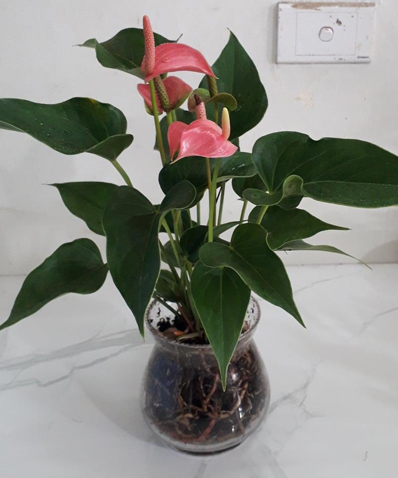 Cây cảnh trồng dưới nước hồng môn