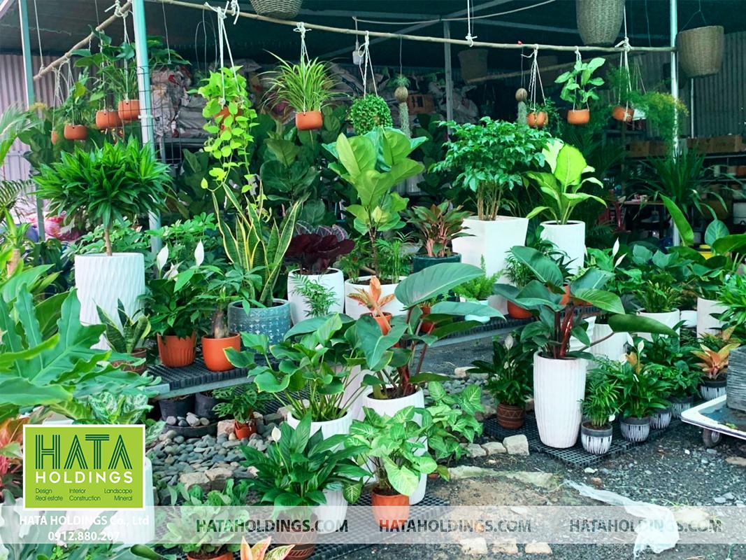 Hata Landscape địa chỉ cung cấp cây kiểng Bình Thạnh uy tin