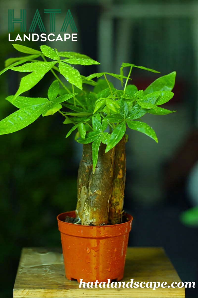 Cây Kim Ngân Chậu Nhựa Mủ