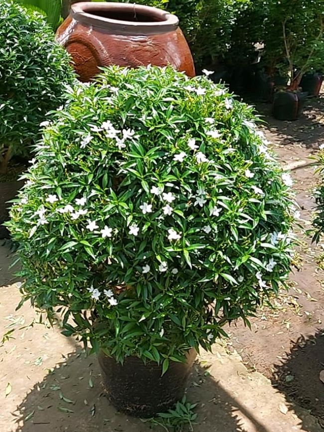 Cây Mai Chỉ Thiên