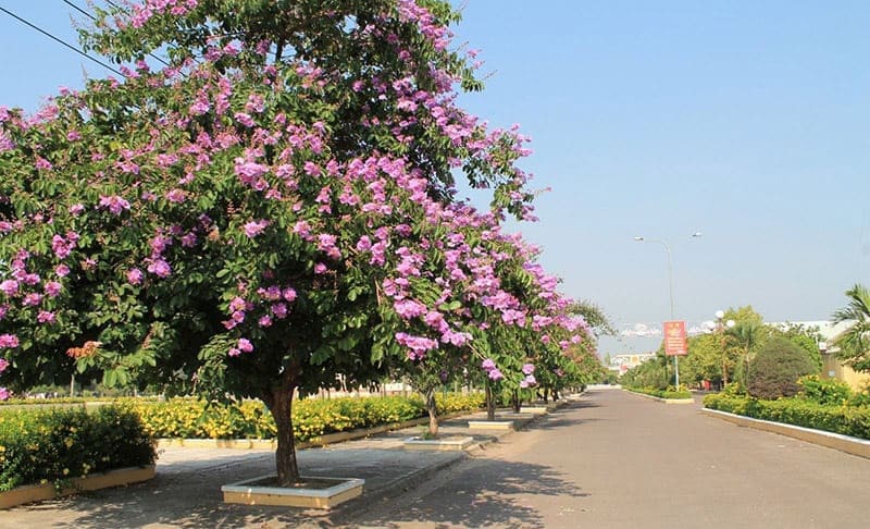 Cây móng bò