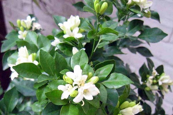 Cây Nguyệt Quế (tên khoa học: Murraya paniculata) thuộc họ Cam (Rutaceae)