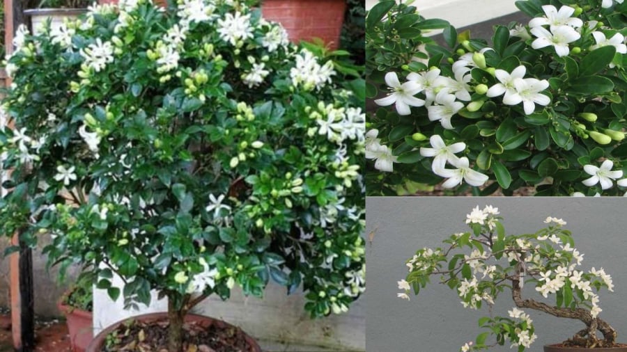 Vị trí đặt cây Nguyệt Quế tốt cho phong thủy