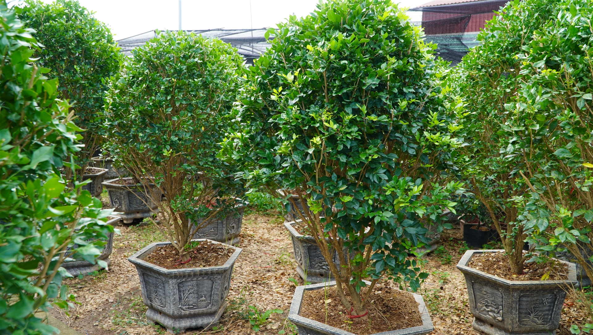 Cách trồng và chăm sóc cây Nguyệt Quế ra hoa quanh năm