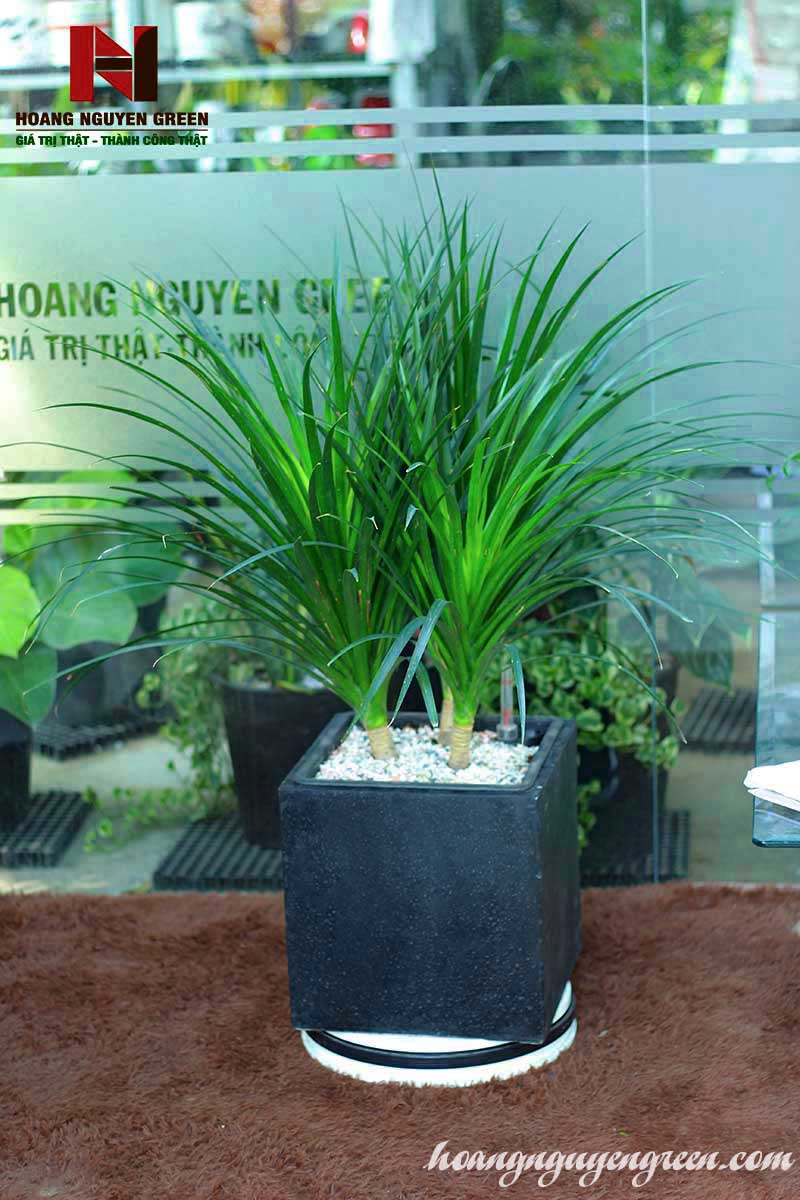 Cây Phát Tài Núi bị đốm nâu trên lá