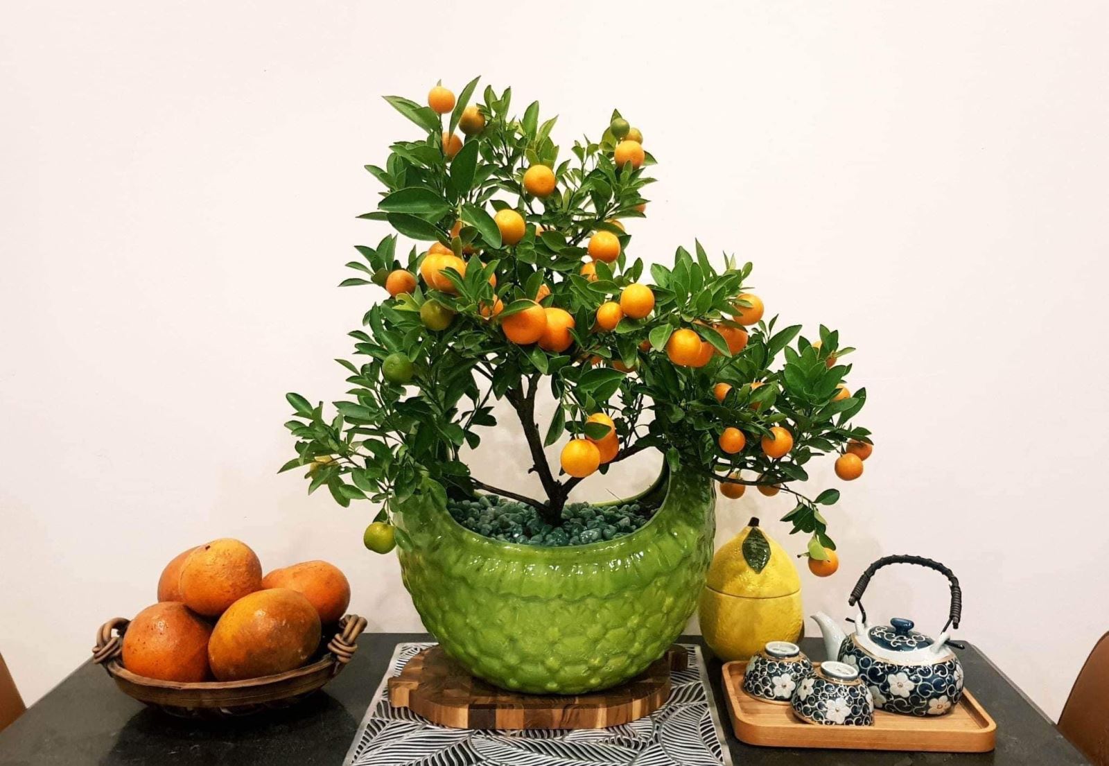 Cây Quất cảnh mini 