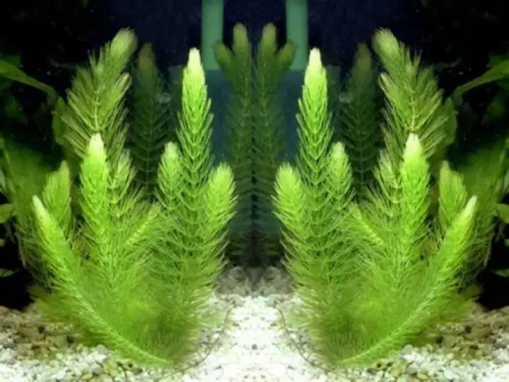 Cây trồng được dưới nước rong đuôi chồn