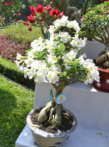 Cây sứ trắng trồng trong nhà
