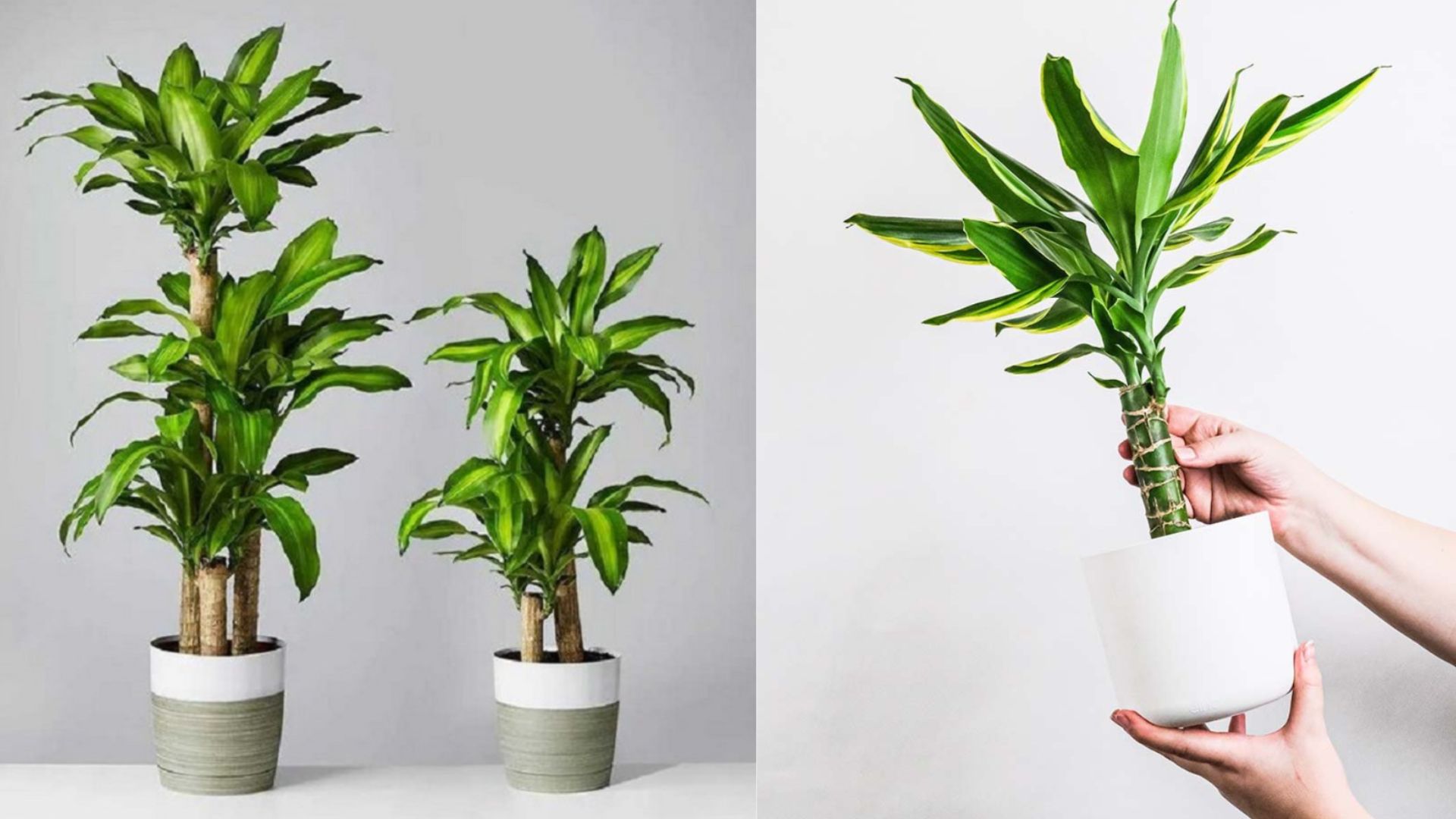 Cây thiết mộc lan trồng trước nhà mang ý nghĩa may mắn, thu hút vượng khí và tài lộc.