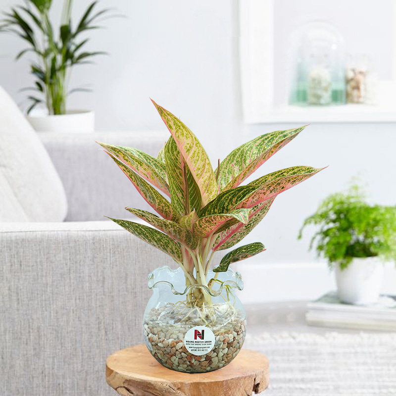 Cây thịnh vượng sống dưới nước