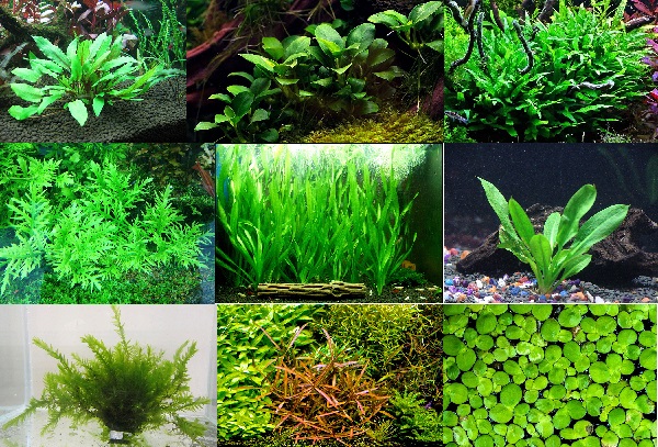 Cây thủy sinh là gì?