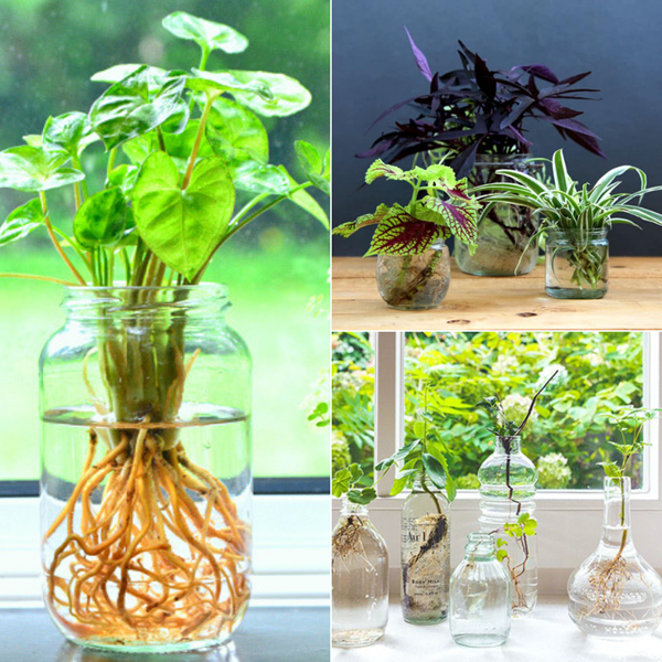 Cây thủy sinh trang trí nối thất nhà cửa và văn phòng