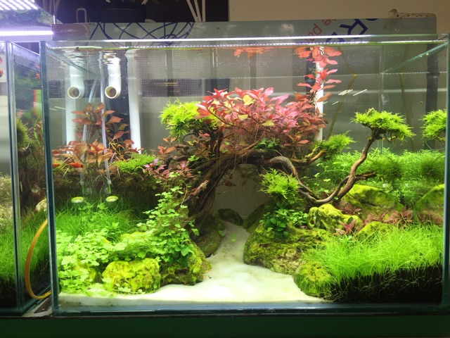 Cây trồng dưới nước tạo cảnh quan cho bể cá