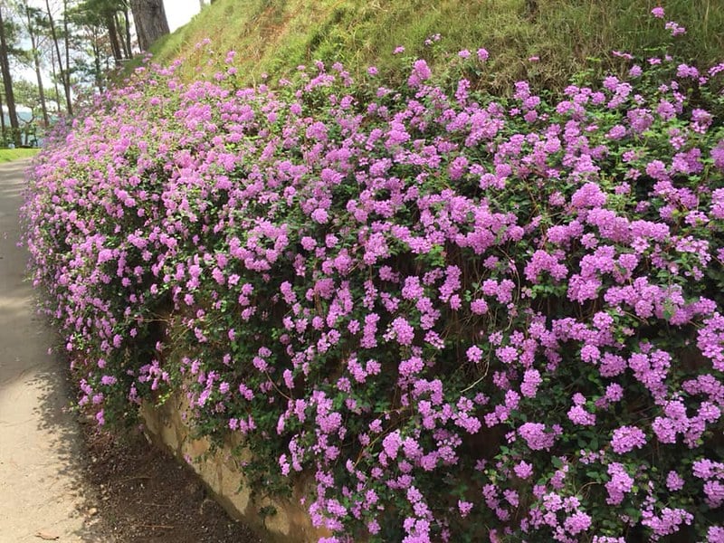 Cây Trâm Ổi (Ngũ Sắc)