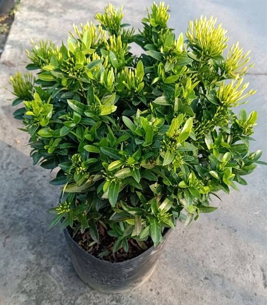 Cây Trang Thái Vàng