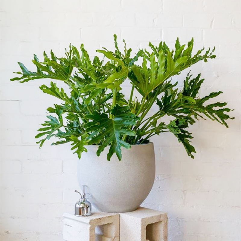 Cây Trầu Bà để bàn