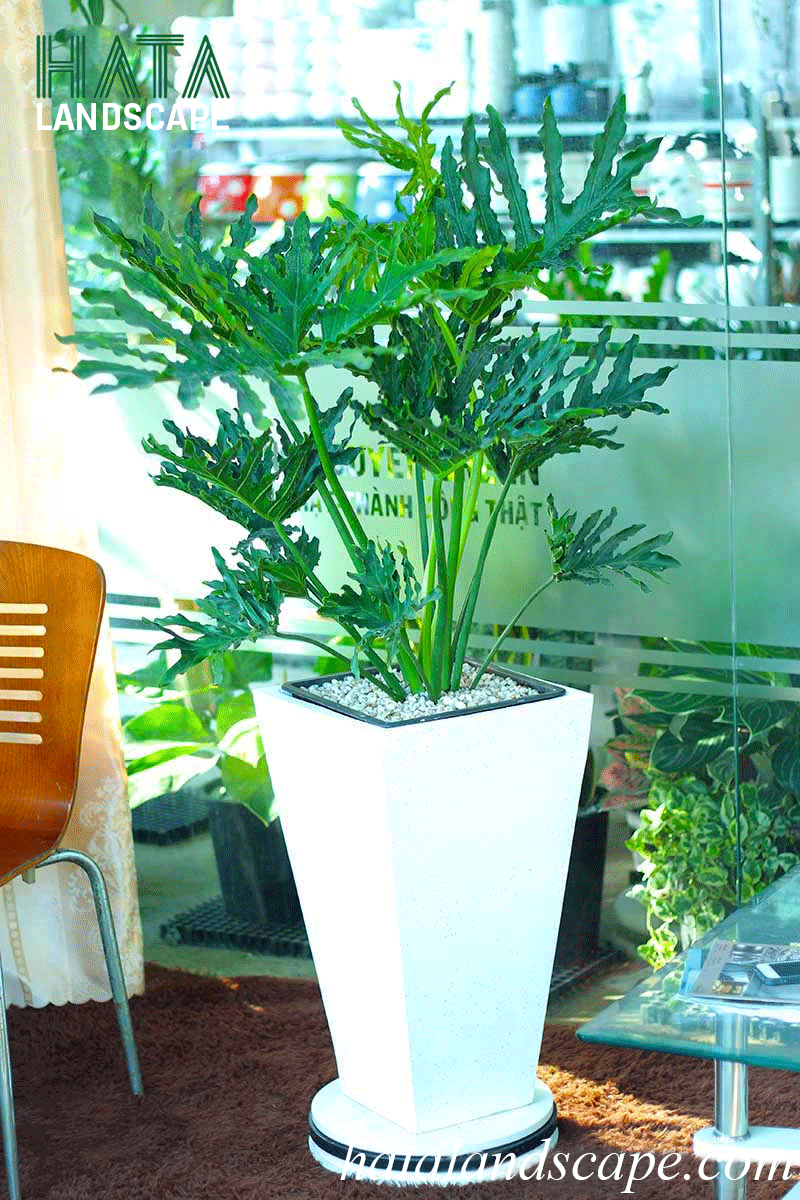 Cây Trầu Bà Thanh Xuân