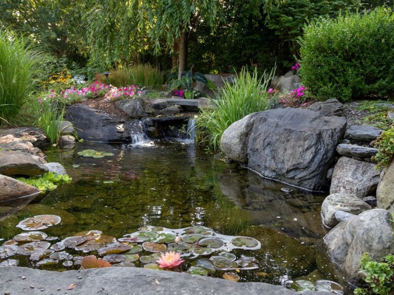 Trồng cây thủy sinh trang trí ao hồ thêm sinh động