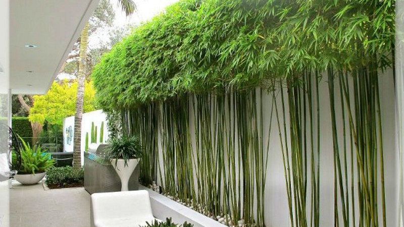 Cây Trúc Quân Tử