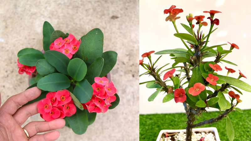 Kỹ thuật chăm sóc Xương rồng Bát tiên