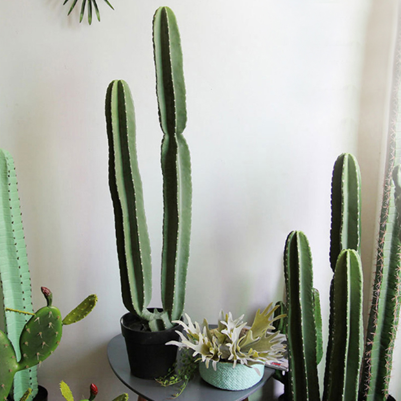 Cây Xương Rồng và Sen Đá