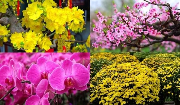 Tại sao cần phải chăm sóc cây cảnh sau Tết?