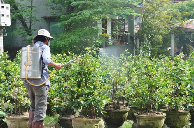 Các bước phục hồi chăm sóc cây Mai cảnh sau Tết