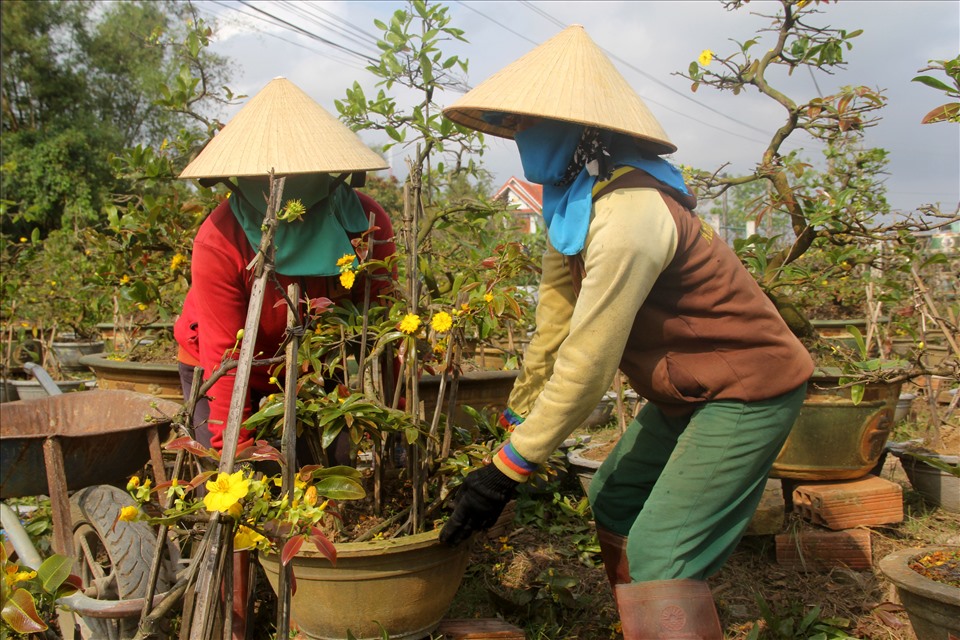 Chế độ phân bón và thuốc kích rễ chăm sóc cây Mai cảnh sau Tết