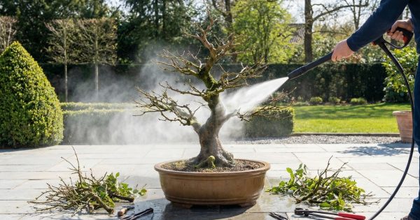 Chăm sóc cây Mai vàng sau Tết