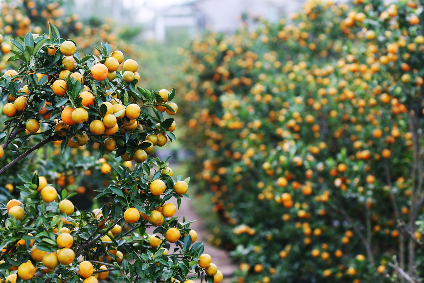 Cách chăm sóc cây quất cảnh sau Tết đúng kỹ thuật