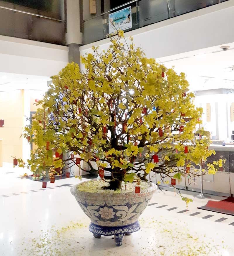 Dịch vụ thuê Mai vàng miền Nam