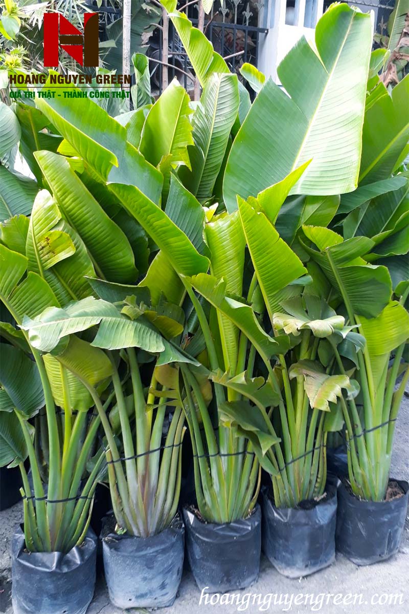Cây Chuối Rẻ Quạt
