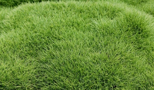 Hình ảnh thảm cỏ lông heo xanh mướt, bám rễ bền chặt.