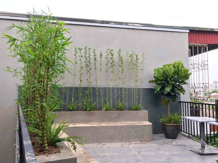 Trúc Phật Bà thích hợp trồng trước nhà vì vừa đẹp cảnh quan vừa mang ý nghĩa phong thủy tốt.