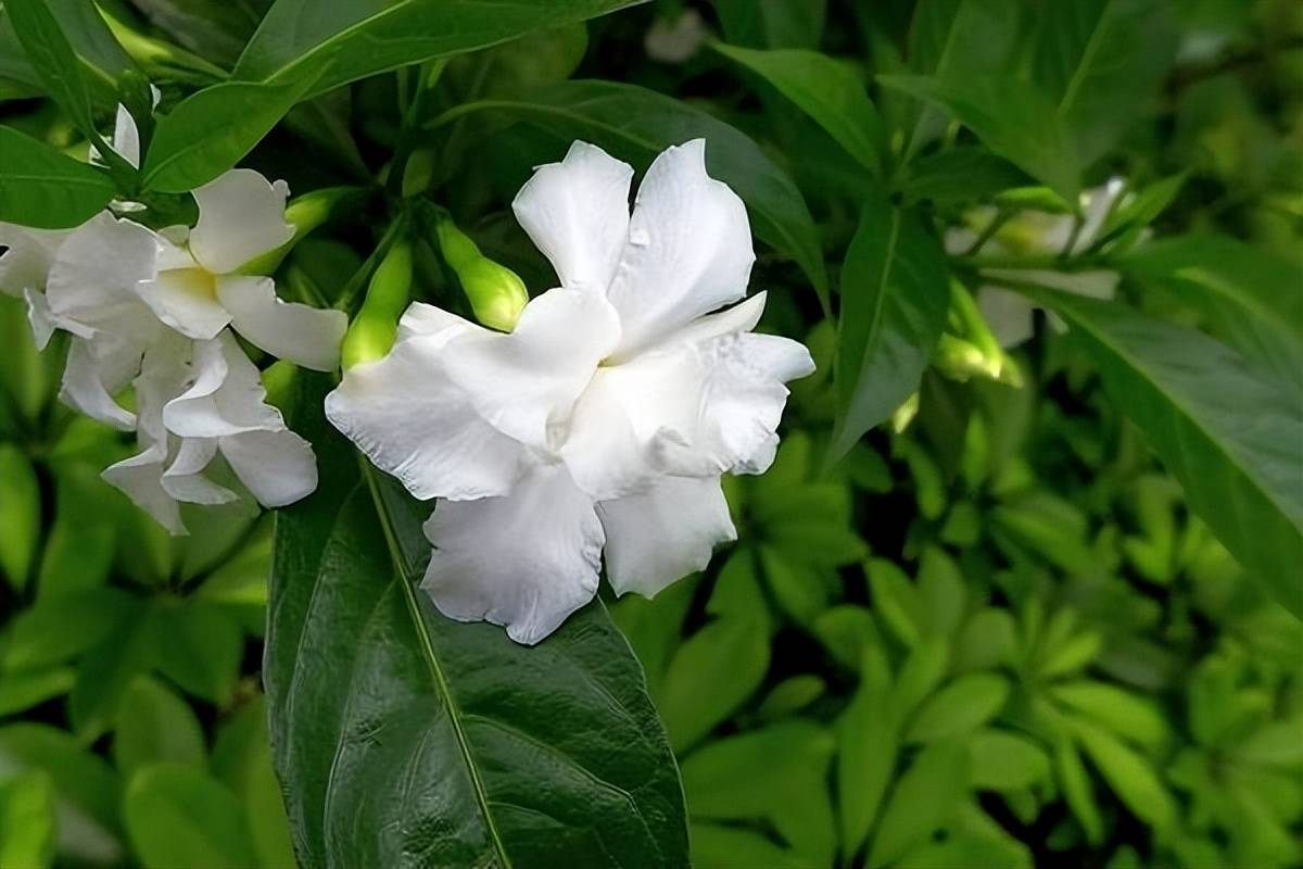 Cây ngọc bút có công dụng trang trí và thanh lọc không khí.