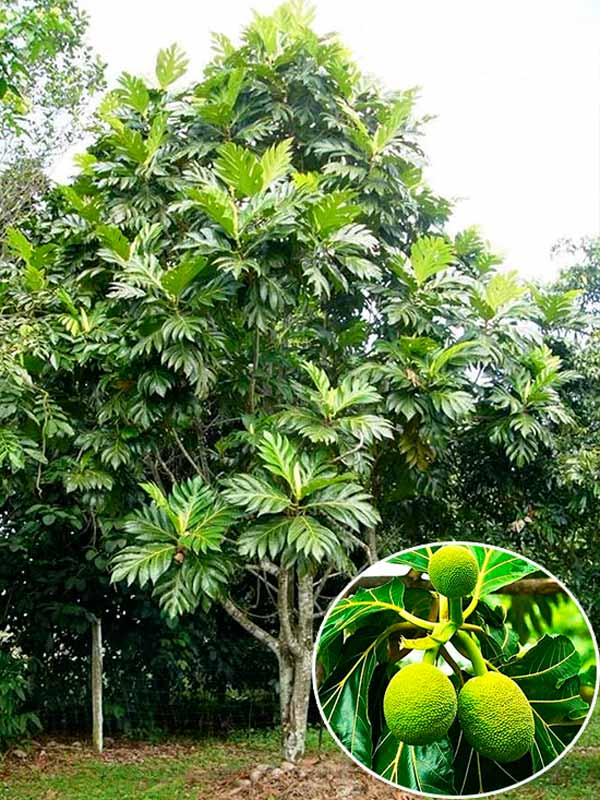 Công Dụng Hữu Ích Của Cây Sa Kê