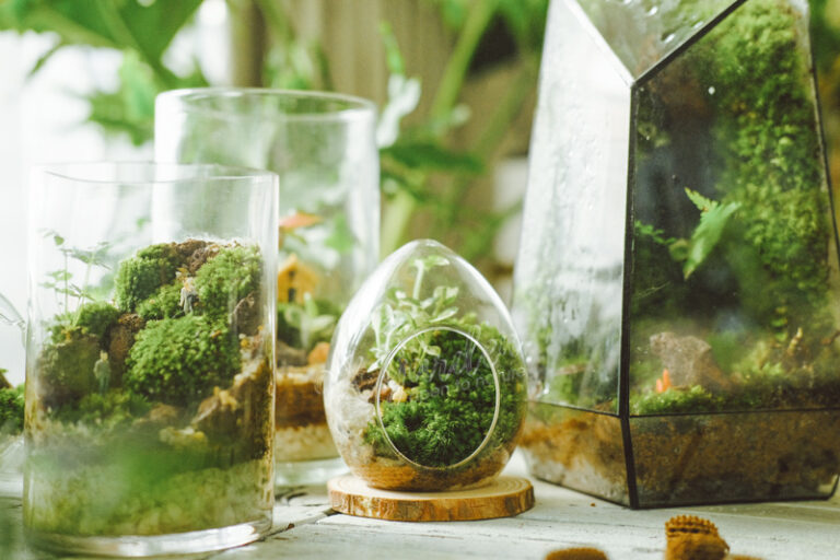 Terrarium giúp trang trí, thư giãn và cân bằng không gian sống.