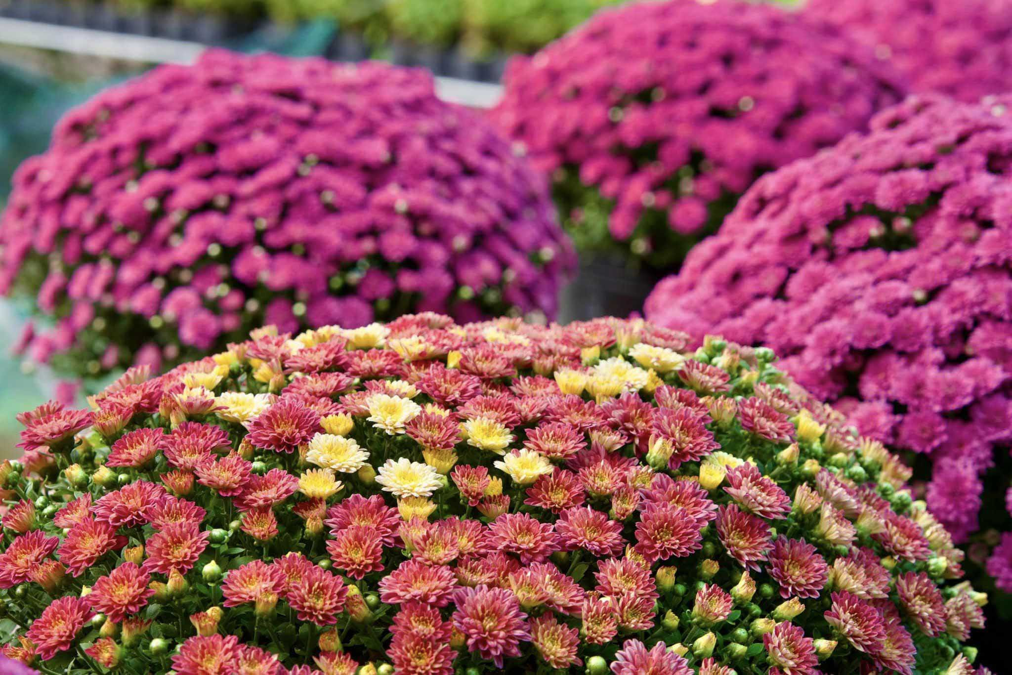 Cúc mâm xôi nhiều màu