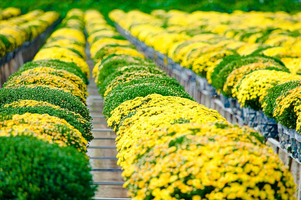 Cúc mâm xôi vàng truyền thống