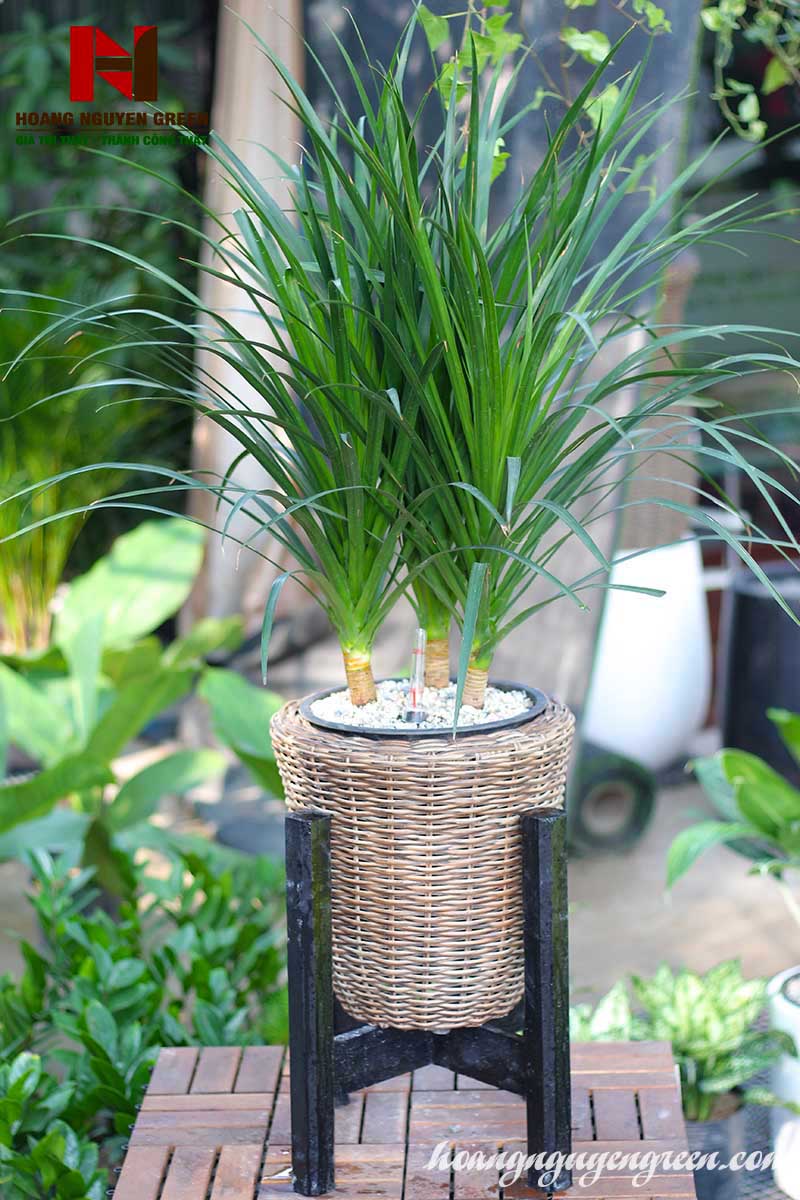 Đặc Điểm Cây Phát Tài Núi