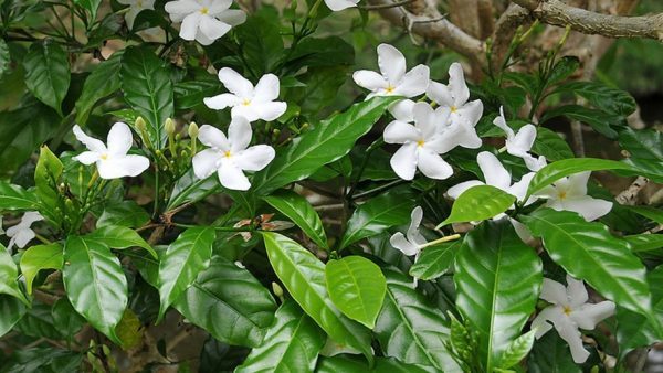 Đặc điểm nhận dạng cây hoa ngọc bút.