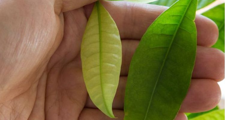 Lá nhỏ, thưa dần là dấu hiệu cây đang thiếu ánh sáng.
