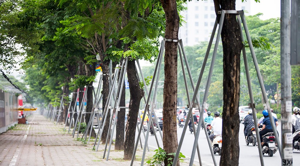 Tại sao không nên tự ý di dời cây xanh, cây cổ thụ?