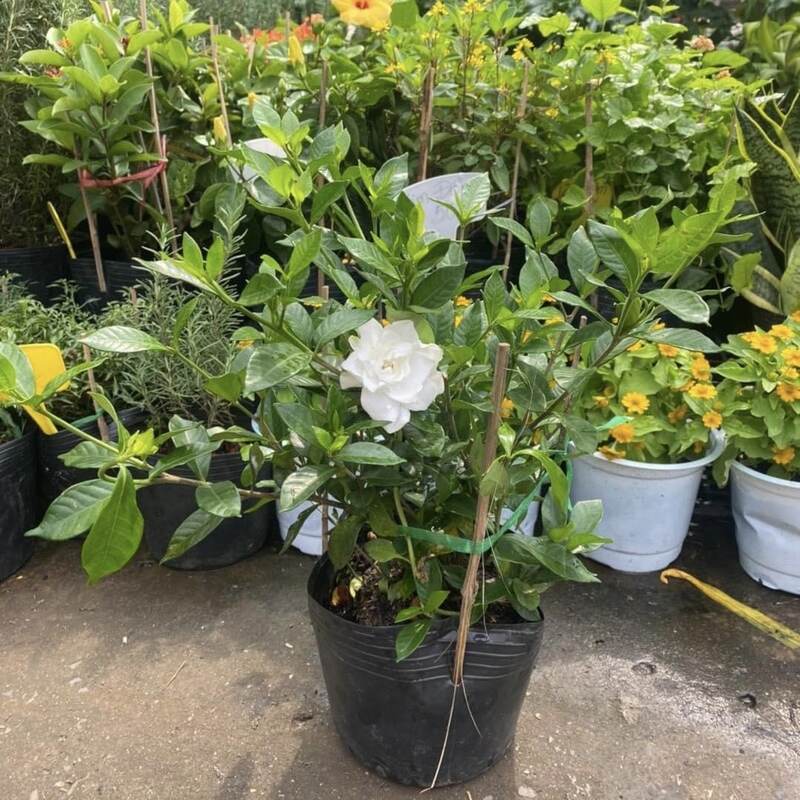 Mua cây danh danh tại Hata Landscape để nhận giá ưu đãi